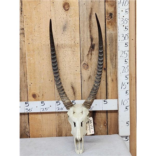 African Waterbuck Skull Taxidermy