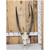 Image 1 : African Waterbuck Skull Taxidermy