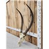 Image 2 : African Waterbuck Skull Taxidermy