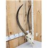 Image 3 : African Waterbuck Skull Taxidermy