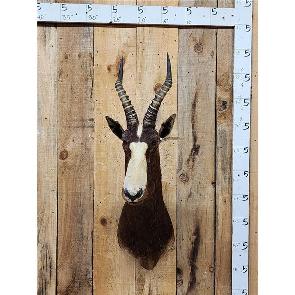 African Blesbok Shoulder Mount Taxidermy