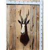 Image 1 : African Blesbok Shoulder Mount Taxidermy