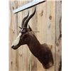 Image 2 : African Blesbok Shoulder Mount Taxidermy