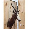 Image 3 : African Blesbok Shoulder Mount Taxidermy