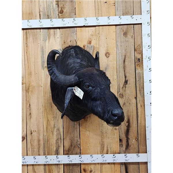 Asian Water Buffalo Shoulder Mount Taxidermy
