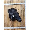Image 1 : Asian Water Buffalo Shoulder Mount Taxidermy
