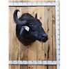 Image 2 : Asian Water Buffalo Shoulder Mount Taxidermy