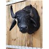 Image 3 : Asian Water Buffalo Shoulder Mount Taxidermy