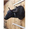 Image 4 : Asian Water Buffalo Shoulder Mount Taxidermy