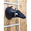 Image 5 : Asian Water Buffalo Shoulder Mount Taxidermy