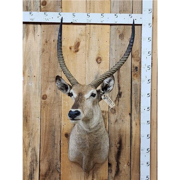 African Waterbuck Shoulder Mount Taxidermy