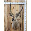 Image 1 : African Waterbuck Shoulder Mount Taxidermy