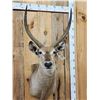 Image 2 : African Waterbuck Shoulder Mount Taxidermy