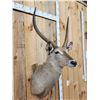 Image 3 : African Waterbuck Shoulder Mount Taxidermy