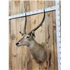 Image 4 : African Waterbuck Shoulder Mount Taxidermy
