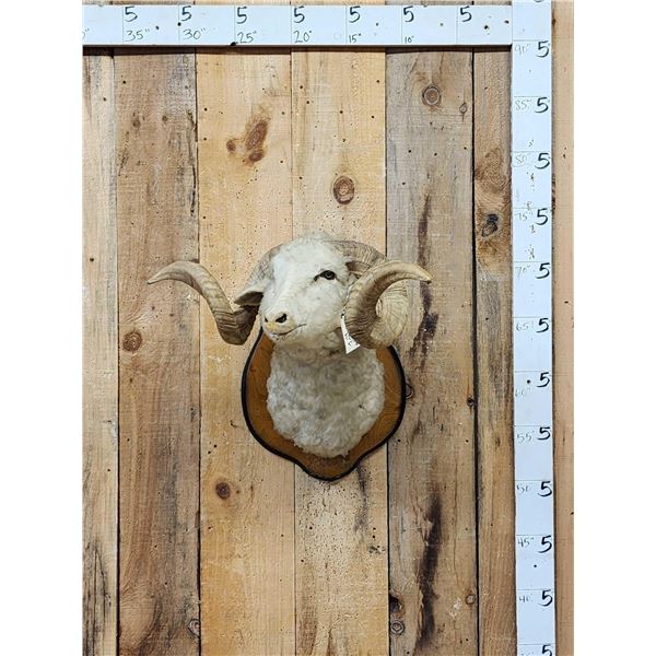 Merino Ram Sheep Shoulder Mount Taxidermy