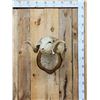 Image 1 : Merino Ram Sheep Shoulder Mount Taxidermy