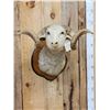 Image 2 : Merino Ram Sheep Shoulder Mount Taxidermy