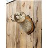 Image 3 : Merino Ram Sheep Shoulder Mount Taxidermy