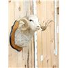 Image 4 : Merino Ram Sheep Shoulder Mount Taxidermy