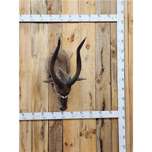 African Nyala Shoulder Mount Taxidermy