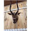 Image 2 : African Nyala Shoulder Mount Taxidermy