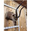 Image 3 : African Nyala Shoulder Mount Taxidermy