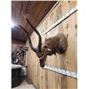 Image 4 : African Nyala Shoulder Mount Taxidermy