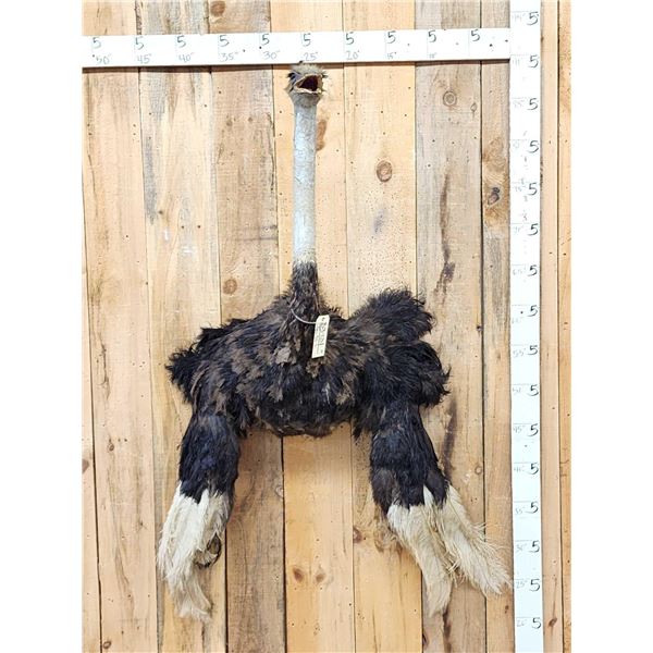 Vintage Ostrich Shoulder Mount Taxidermy