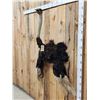 Image 2 : Vintage Ostrich Shoulder Mount Taxidermy
