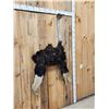 Image 3 : Vintage Ostrich Shoulder Mount Taxidermy