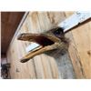 Image 5 : Vintage Ostrich Shoulder Mount Taxidermy