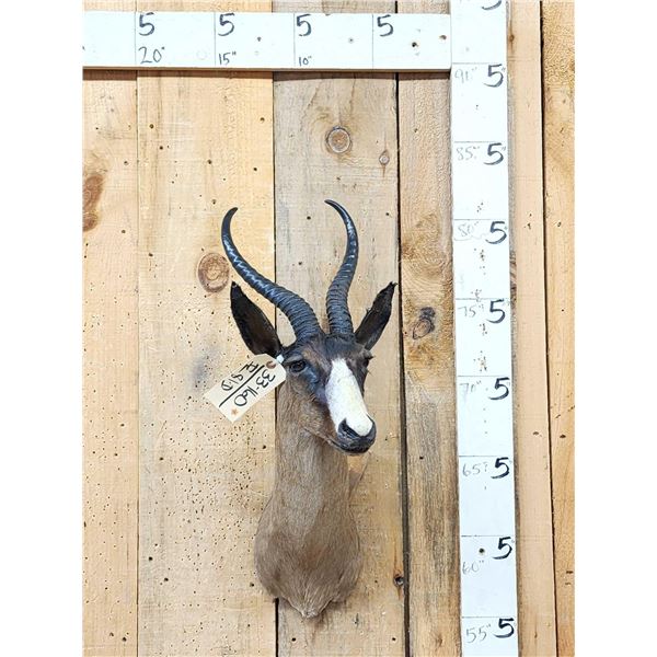 African Chocolate Springbok Shoulder Mount Taxidermy