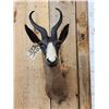 Image 2 : African Chocolate Springbok Shoulder Mount Taxidermy
