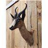Image 3 : African Chocolate Springbok Shoulder Mount Taxidermy