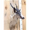 Image 4 : African Chocolate Springbok Shoulder Mount Taxidermy