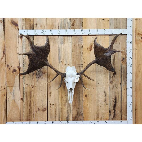 Ancient Irish Elk Sculpture Taxidermy