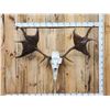 Image 1 : Ancient Irish Elk Sculpture Taxidermy