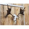 Image 2 : Ancient Irish Elk Sculpture Taxidermy