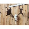 Image 3 : Ancient Irish Elk Sculpture Taxidermy