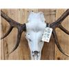 Image 4 : Ancient Irish Elk Sculpture Taxidermy