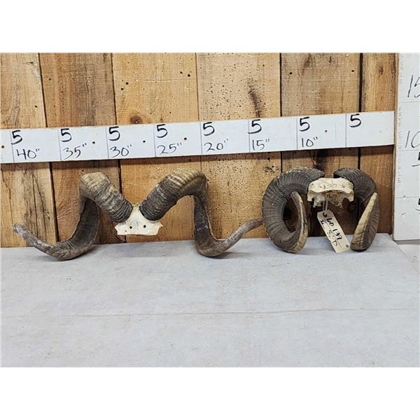 2 Sets Of Ram Sheep Horns On Skull Plate Taxidermy
