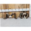 Image 1 : 2 Sets Of Ram Sheep Horns On Skull Plate Taxidermy