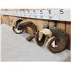 Image 2 : 2 Sets Of Ram Sheep Horns On Skull Plate Taxidermy