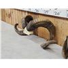 Image 3 : 2 Sets Of Ram Sheep Horns On Skull Plate Taxidermy