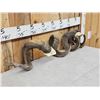 Image 4 : 2 Sets Of Ram Sheep Horns On Skull Plate Taxidermy