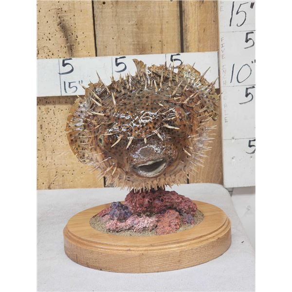 BIG Porcupine Puffer Fish Real Skin Fish Taxidermy