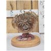 Image 1 : BIG Porcupine Puffer Fish Real Skin Fish Taxidermy