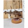 Image 2 : BIG Porcupine Puffer Fish Real Skin Fish Taxidermy