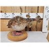 Image 3 : BIG Porcupine Puffer Fish Real Skin Fish Taxidermy